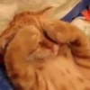 GATINHOS ANIMADOSS 14