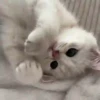 Gatitos lindos 3.0 - anubiss 29