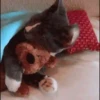 Animales Cute 2 🦝🐶✨ 18