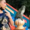 Monos y changuitos 4 🐒🦍🦧 9