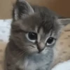 Gatitos Animados Pa Enviar 5