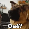 ✴️💚Funny Dogs🐶✴️ 11