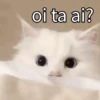 Cat 8