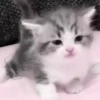 Милые кошки 7
