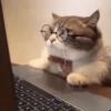 Cat 10