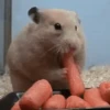 Dilo Con Animales  Vol.1 28