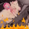 GATOS VIRALES 😸🐈🔥 13