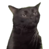 Cat Meme 2025 14