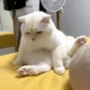 Gatitos Bonitos 19