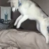 Husky fofinhos 7