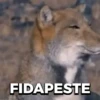 REAÇÕES TOPS 13