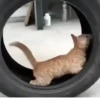 Gatinhos Memes🐈 7