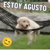 Perritos 🐕 5