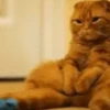 SÓ GATINHOS 🐈 9