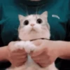 Gatitos pa' tu whatsaap ๏ᴥ๏ 7
