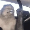 Macaquinhos reagindo 🙈 9