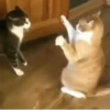 Gatitos Animados 😍✨ 5