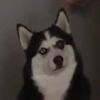 Husky fofinhos 14