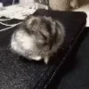 Hamster gifs baixa qualidade  11
