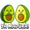 Aguacatastico! 6