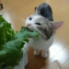 Gatitos Bonitos 10