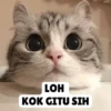Low quality cat 14
