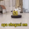 SÓ GATINHOS FOFOS ❤️ 7