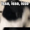 Gatinhos Memes🐈 13