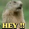 Animals Reaction 13