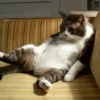 😻Gatitos Pal Chat 2 😹 14