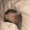 Animais malucos 😎 5