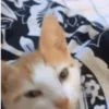 GIFs de Gatos Reações 2 🐱 13