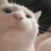 Gato Branco Surpreso