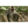 Macaco fumando 15
