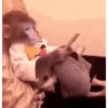 Animais malucos 😎 7