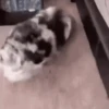 GIFs de Cachorros Reações 🐶 6