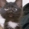 Gatitos Bonitos 22