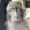 Macaquinhos com sono 8