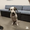 Cachorro Gif 6