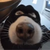 Memes cachorro | dog  13