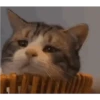 Gatitos Bonitos 7