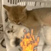 GATOS VIRALES 😸🐈🔥 11