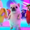 Pibble Dancing | Memes 🐶 13