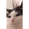 Cat Meme 2025 30