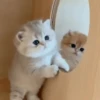 Mas Gatitos Randomcitos 🐾🐱 7
