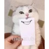Gatinho 10