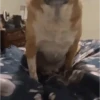 Chilling Dog on Bed