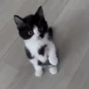 Perros y Gatos memes 🐾🐈🐶🐈‍⬛ 6