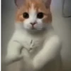 Mas Gatitos Randomcitos 🐾🐱 11