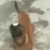 Cachorro | dog 🐶 11